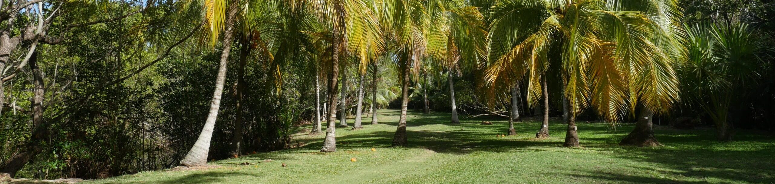 Coconut palms, Cocos nucifera, at Fairchild Tropical Botanic Garden
